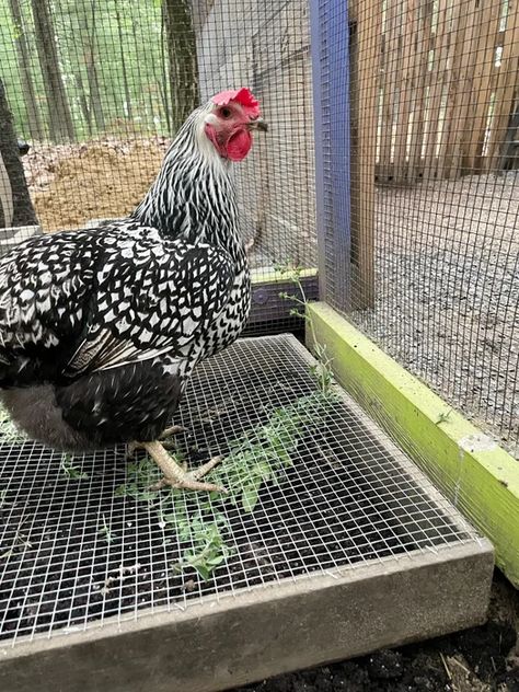 Grazing Frame for Backyard Chickens : 5 Steps (with Pictures) - Instructables Diy Hobbit House, Outside Projects, House Chicken Coop, Wood Playground, Chickens And Ducks, Hen Coop, House Chicken, Chicken Hen, Sidewalk Chalk Art