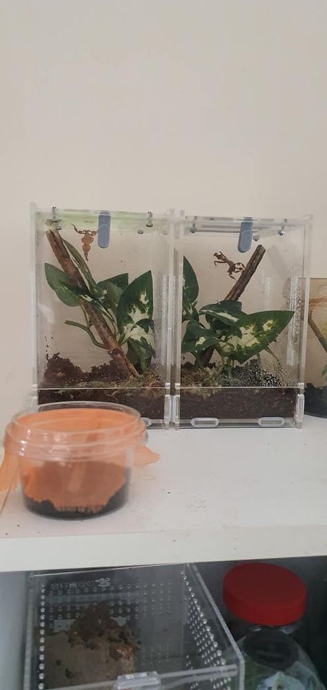 Stick Bug Terrarium, Stick Bug Enclosure, Praying Mantis Pet Habitat, Mantis Enclosure Ideas, Praying Mantis Enclosure Ideas, Praying Mantis Terrarium, Praying Mantis Enclosure, Mantis Terrarium, Pet Mantis