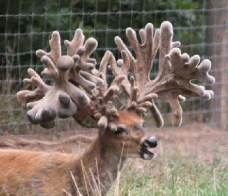 Largest Whitetail Buck in History | The Buck Known as Free Agent becomes the Largest Ever at 500 Plus ... Whitetail Deer Pictures, Animals With Horns, Big Deer, Deer Pictures, Whitetail Bucks, Buck Deer, Bowhunting, Mule Deer, Big Bucks