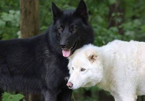 Black Wolf White Wolf, Wolf Black And White, Wolf White, Wolf Dogs, Bail Money, Wolf Life, Werewolf Aesthetic, Wolf Husky, Wolf Love