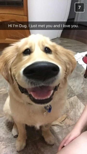 Filter Funny, Dog Snapchats, Funny Dog Faces, Funny Snapchat Pictures, Funny Snapchat, Golden Retriever Funny, Animal Humor, Snapchat Filter, Hilarious Funny