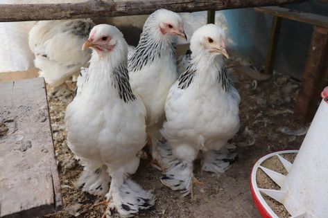 Light Brahma Chicken, Brahma Rooster, Light Brahma, Brahma Chicken, Egg Production, Yellow Feathers, Brown Eggs, Winter Bird, Meat Chickens