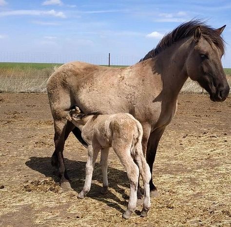 Top 150 Coolest Female Horse Names | PetPress Horse Names Ideas, Unique Horse Names, Western Horse Names List, Gelding Horse Names, Horse Names Unique Mare, Female Horse, Mustang Sally, Horse Names, Aphrodite