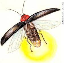 Lightning Bug Drawing, Firefly Drawing, Bug Drawing, Firefly Tattoo, Lighting Bugs, Bugs Drawing, Fly Drawing, Firefly Art, Page Illustration