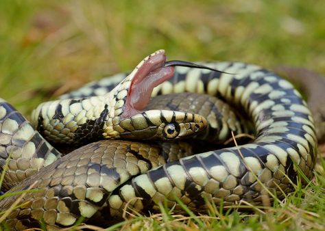 Grass snake - Grass snakes and humans | Young People's Trust For the Environment Grass Snake, Snake In The Grass, British Wildlife, Reptiles And Amphibians, Animals Images, The Environment, Creature Design, Amphibians, Snakes