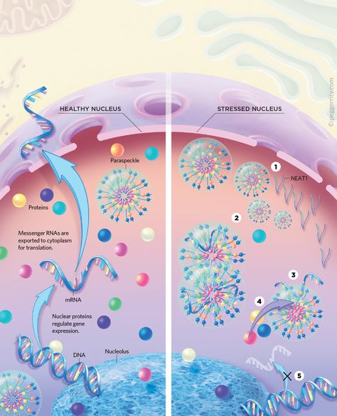 What Paraspeckles Can Teach Us About Basic Cell Biology | The Scientist Magazine® Cell Infographic, Newspaper Design Layout, Dna Strand, Cells Worksheet, Medical Illustrations, Plant Cells, Cold Spring Harbor, Mass Spectrometry, Graphic Design Infographic