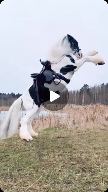 Sandro Ferraz on Instagram Unusual Horse, Big Horses, All The Pretty Horses, August 26, Pretty Horses, Zebras, Beautiful Horses, Animals Friends, Equestrian