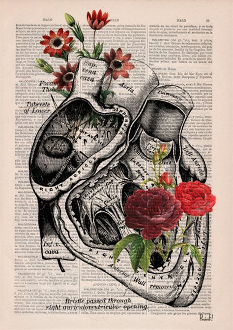 Book Page, Anatomy, Science, Human, Flowers, Wall, Art