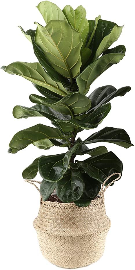 Indoor Fig Trees, Indoor Tree Plants, Plants In Baskets, Fiddle Leaf Tree, Fig Plant, Live Indoor Plants, Indoor Tree, Garden Plant Pots, House Plant Pots