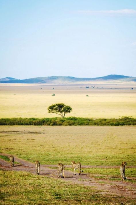 Five cheetah brothers walk in the Masai Mara National Reserve, Kenya Masai Mara National Reserve, Masai Mara, Kenya, Walk In, Walking