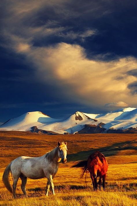 Open Field, Mongolia, 귀여운 동물, Beautiful Horses, Tibet, Beautiful Creatures, Beautiful World, Wonders Of The World, Nepal