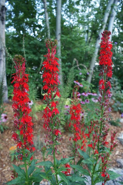 Lobelia cardinalis Cardinal Flower Perennial Live | Etsy Cardinal Flowers, Lobelia Cardinalis, Sweet Woodruff, Bog Garden, Cardinal Flower, Bee Balm, Starter Plants, Forest Landscape, Outdoor Plants