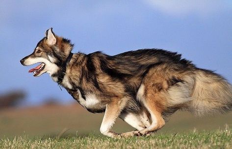 Utonagan Utonagan Dog, Appearances Can Be Deceiving, Grey Wolves, Dog Suit, Bear Dog, Pretty Dogs, Alaskan Malamute, Wolf Dog, Dog Sledding