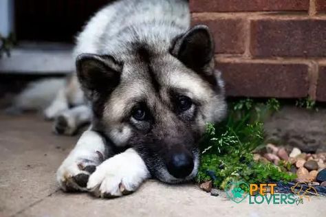 Curiosities About the Norwegian Elkhound: Fascinating Facts Uncovered The Norwegian Elkhound is a remarkable a...  PetLovers Blog - To Your Pet, With Love Norwegian Elkhound Puppy, Elkhound Puppies, Field Spaniel, Dog And Puppies, Norwegian Elkhound, Dog Top, Chinese Crested, Shih Tzu Dog, Irish Setter