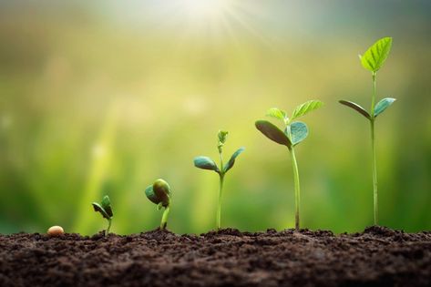 Growing Plants Wallpaper, Growth Background, Agriculture Pictures, Food Background Wallpapers, Leadership Communication, Agriculture Photos, Good Teamwork, Tree Growth, Food Background