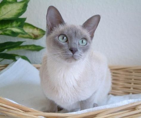 Simease Cats, Siamese Cats Blue Point, Most Popular Cat Breeds, Balinese Cat, Domestic Cat Breeds, Tonkinese Cat, Popular Cat Breeds, Burmese Cat, Tonkinese