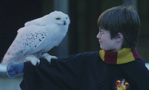 Harry and Hedwig :) Harry Potter And Hedwig, Harry Potter Hedwig, The Prisoner Of Azkaban, Harry Potter Magic, The Sorcerer's Stone, Potter Facts, Prisoner Of Azkaban, Harry Potter Facts, Harry Potter Theme