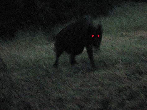 England's Black Shuck is one of the world's scary creatures that may actually exist. Black Shuck, Werewolf Aesthetic, Yennefer Of Vengerberg, John Wilson, The Ancient Magus Bride, She Wolf, Ushuaia, Six Feet Under, Red Eyes