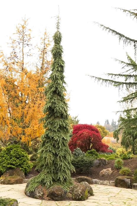 Weeping White Spruce, Evergreen Landscape, Conifers Garden, White Spruce, Evergreen Garden, Front Landscaping, Up House, House Landscape, Front Yard Landscaping Design