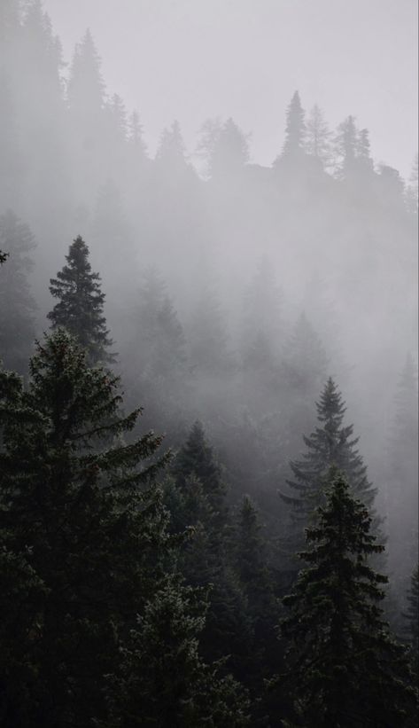 Misty Mountains Wallpaper, Fog Wallpaper Aesthetic, Foggy Hills Aesthetic, Misty Mountain Aesthetic, Mountain Asthetics Photos, Foggy Mountain Aesthetic, Morning Fog Aesthetic, Beautiful Forest Wallpaper, Foggy Forest Aesthetic