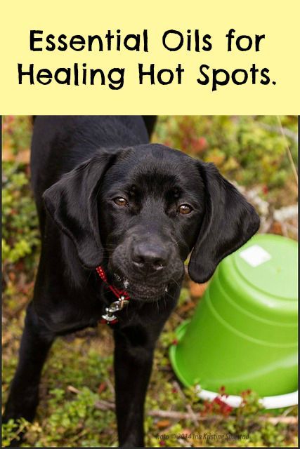 Essential oils for hot spots in dogs. How natural essential oil mixed with a coconut carrier base is a good home remedy for hot spots, those aggravating and irritating patches that cause great discomfort. Dog Hot Spots, Essential Oils Dogs, Coconut Oil For Dogs, Dog Remedies, Elderly Dogs, Oils For Dogs, Essential Oil Mixes, Dog Essentials, Dog Allergies