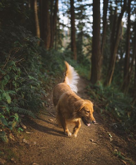 Aesthetic Dog, Forest Aesthetic, I Like Dogs, Future Lifestyle, Hunting Dogs, Dog Photography, Girls Best Friend, Drawing Reference, Hunting