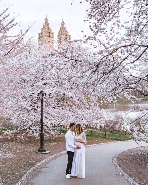 Spring Pregnancy Announcement, Spring Maternity, Pregnancy Shoot, Photoshoot Inspiration, Pregnancy Photoshoot, Cherry Blossoms, Engagement Shoots, Baby Announcement, Central Park