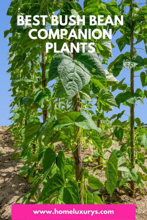 Beans Companion Planting, Bean Companion Plants, Planting Green Beans, Planting Beans, Grean Beans, Bean Garden, Growing Beans, Companion Planting Vegetables, Beans Beans