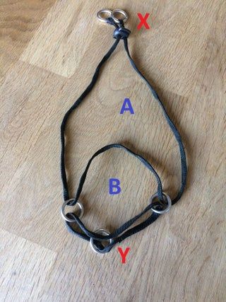 Picture of Fitting the Halter Dog Leash Diy, Dog Halter, Gentle Leader, Collars Diy, Dog Muzzle, Dog Needs, Cute Dog Collars, Custom Dog Collars, Dog Projects