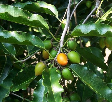 Spanish Cherry, also called Bullet Tree, is a new fruit to me and spied this past weekend.    Foraging is treasure hunting for adults. Spanish Cherry, Cherry Seeds, Fruit Bearing Trees, Tree Seeds, Shade Trees, Organic Seeds, Traditional Medicine, Wood Tree, Organic Fertilizer