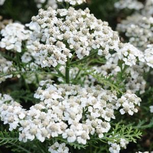 White Yarrow, Yarrow Plant, Pollinator Plants, Achillea Millefolium, Tiny White Flowers, Butterfly Plants, Sun Perennials, Shade Perennials, Fine Gardening