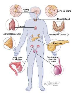 endocrine pancreas Brain Lobes, Yoga History, Anatomy Organs, Ap Psychology, Cervical Pain, Systems Art, Brain Structure, Human Body Parts, Muscle Anatomy