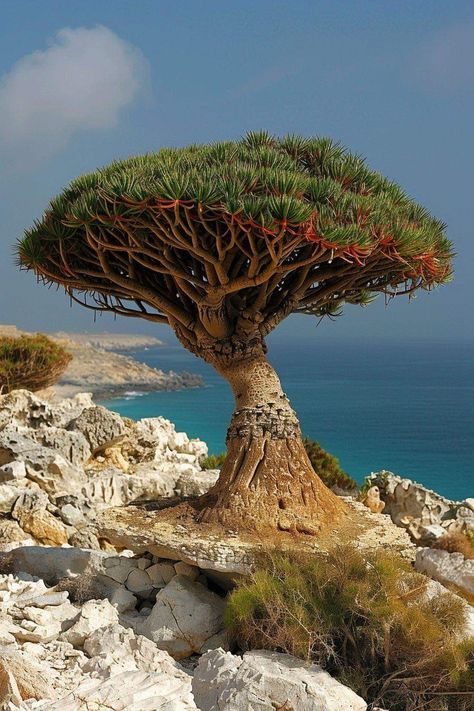 Socotra Dragon Tree, Yemen Socotra, Yemen Travel, Socotra Island Yemen, Socotra Yemen, Socotra Island, Dragon Blood Tree, Thomas The Apostle, Desert Roses