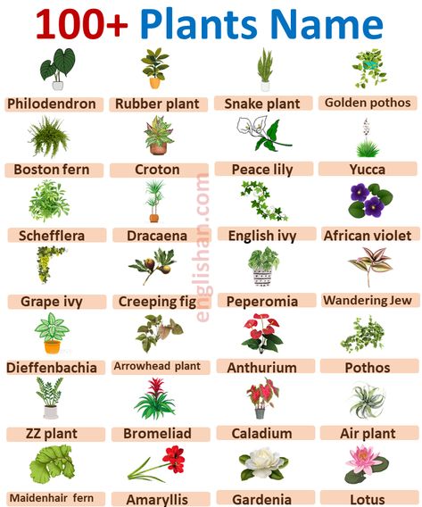 Common House Plants Names, Types Of Plants Chart, Ornamental Plants With Names, Scientific Names Of Plants, Plants Name With Pictures, Plant Names Ideas, Trees Name In English, Scientific Names Of Flowers, Tree Names