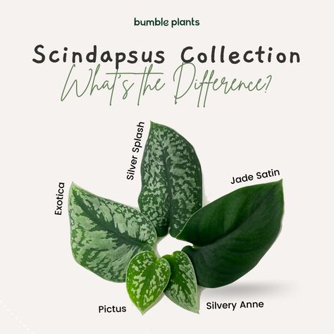 Scindapsus Collection What's the difference between Scindapsus Pictus Exotica, Scindapsus Pictus Silver Satin, Scindapsus Silver Stripes, Scindapsus Jade Satin, Scindapsus Pictus Silvery Anne. Scindapsus Pictus Exotica, Scindapsus Pictus, Airbnb Promotion, Greenhouse Plants, Perfect Plants, Plant Lady, Rare Plants, Plant Lover, Plant Leaves