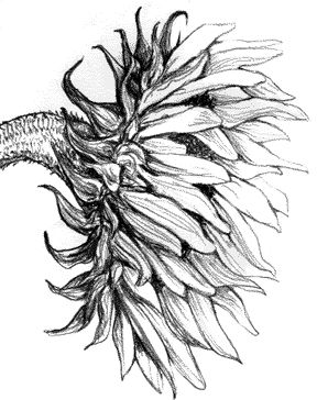 Sunflower side view tattoo idear Half Butterfly Half Sunflower, Sunflower Side View Drawing, Butterfly On Sunflower Drawing, Half Sunflower Painting, Sunflower Illustration Black And White, Sunflower Illustration, Pencil Drawings Of Flowers, Sunflower Drawing, Sunflower Tattoos