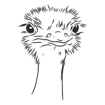 Ostrich Tattoo, Emu Drawing, Ostrich Drawing, Emu Bird, Realistic Sketch, Wood Burning Art, Journaling Ideas, Bird Drawings, Emu