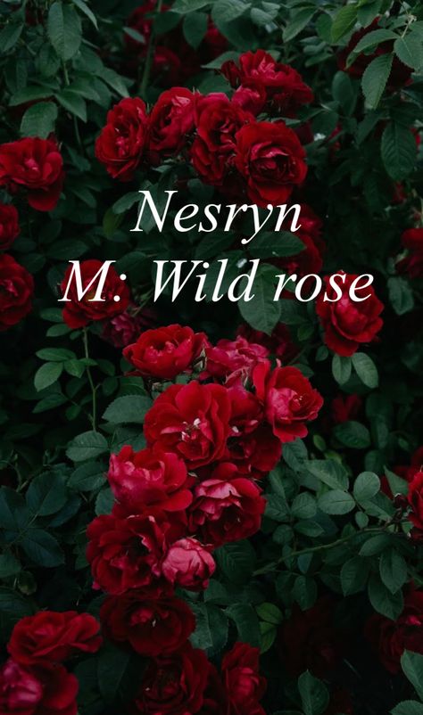 Celtic origin meaning "Wild rose." Similar name is Nysa. Names That Mean Rose, Rose Name Meaning, Celtic Names And Meanings, Celtic Names Female, Names That Mean Red, Names For Redheads, Dnd Names, Celtic Names, Last Name Meaning