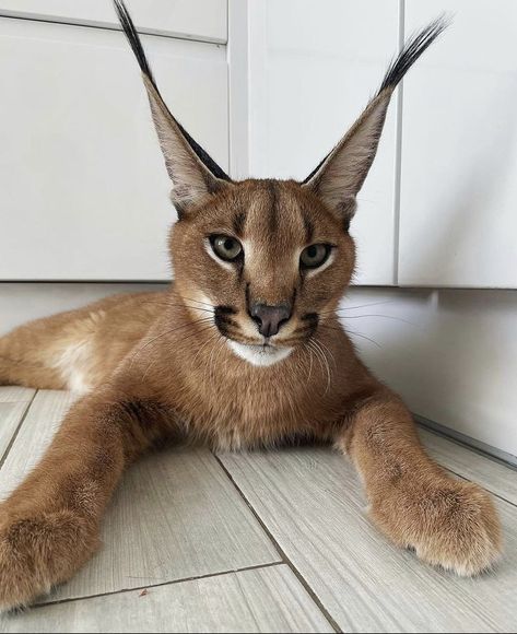 Caracal Cat Pet, Cat Ladders, Caracal Kittens, Cute Crow, Making A Bed Frame, Making A Bed, Crow Pictures, Caracal Cat, Make Bed