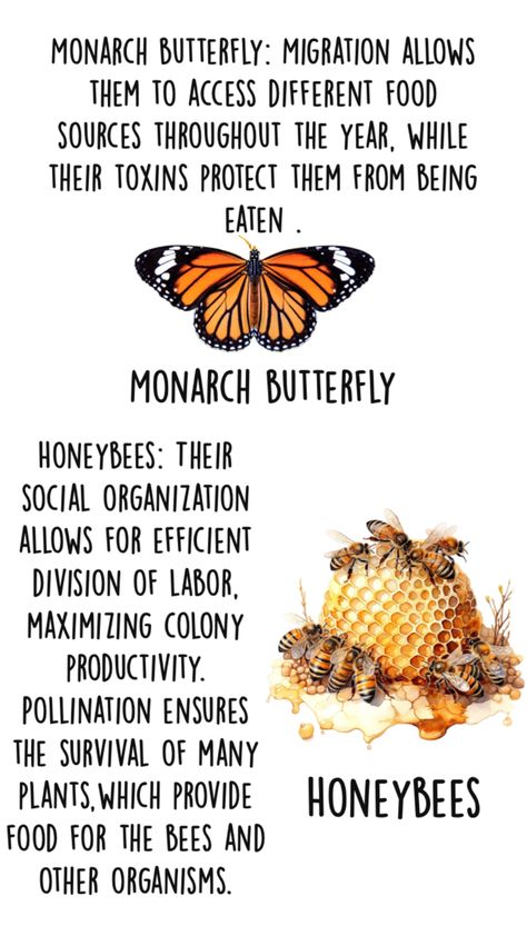 Structural Adaptations, Social Organization, Food Source, Monarch Butterfly, Different Recipes