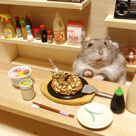 Japanese Hamster, Hamster Pics, Hamster Life, Baby Hamster, Funny Rats, Hamster Eating, Funny Hamsters, A Hamster, Syrian Hamster