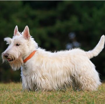 Scottie, Scottish Terrier Puppies for Sale - Adoptapet.com Scottie Dog Puppy, Scottie Puppies, Scottish Terrier Puppy, Scottish Terriers, Terrier Puppies, Terrier Puppy, Puppy For Sale, Scottish Terrier, Cairns