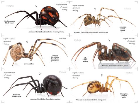 Widow family Spider Identification Chart, Spider Identification, Animal Infographic, Types Of Spiders, Spider Species, Wild Animals Photography, Widow Spider, Black Widow Spider, Cool Bugs