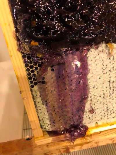 Purple honey: the real thing from North Carolina - Honey Bee Suite Purple Honey, Honey Farm, Blackberry Syrup, Purple Stuff, Durham North Carolina, Bees And Wasps, Ways To Show Love, Flying Pig, I Was Wrong