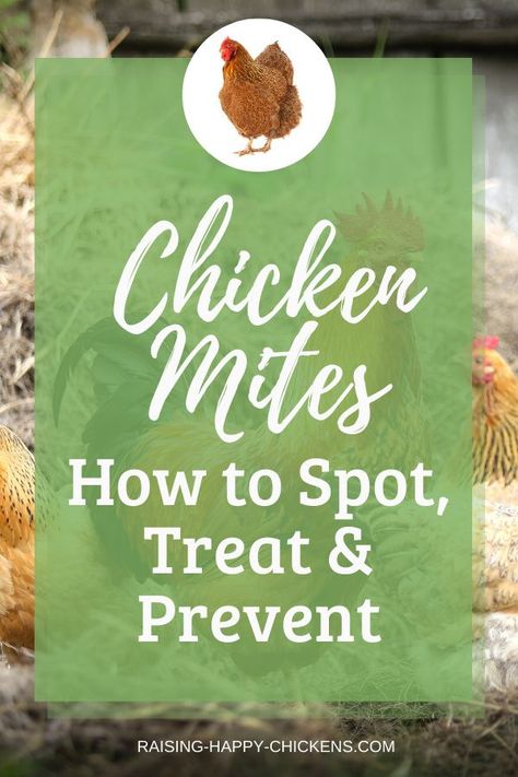 How To Get Rid Of Chicken Mites, How To Get Rid Of Mites On Chickens, Mites In Chickens, Chicken Mites Signs, Chicken Lice And Mites, How To Treat Chicken Mites, Mites On Chickens, Chicken Mites, Farming Chickens