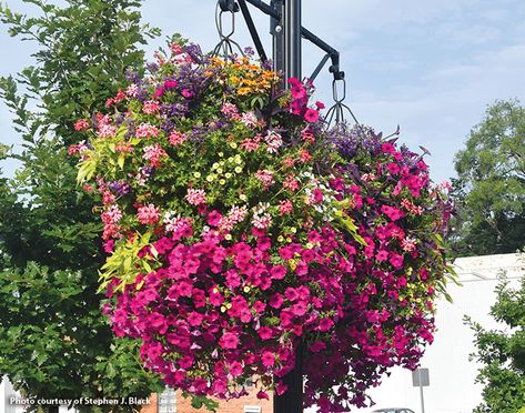 Best Flowers For Hanging Baskets, Flowers For Hanging Baskets, Fall Hanging Baskets, Hanging Planters Outdoor, Pot Arrangements, Artificial Hanging Baskets, Basket Garden, Front Porch Flowers, Hanging Plants Outdoor