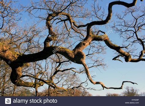 Ancient Oak Tree branches. Twisted branches against a blue sky. Stock Photo English Oak Tree, Twisted Branches, Twisted Tree, Fake Trees, Bird Quilt, Winter Sky, Ancient Tree, Tree Roots, Tree Patterns