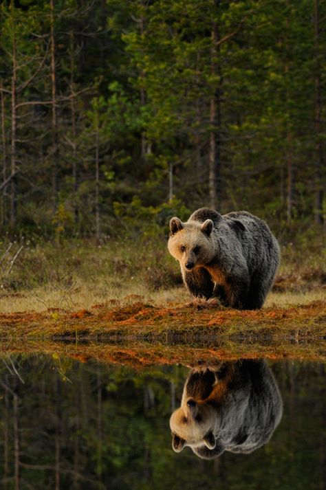 Grizzly Love Bear, Grizzly Bear, Black Bear, Brown Bear, 귀여운 동물, Bushcraft, Wildlife Photography, Beautiful Creatures, Animal Kingdom