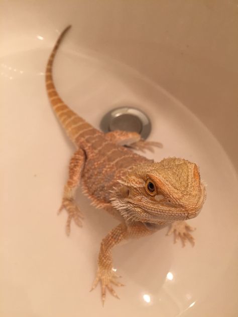 Bath time!  #beardie #bearded #dragon Fancy Bearded Dragon, Beard Dragon, Bearded Dragon Terrarium Ideas, Dragon Terrarium, Dragon Pet, Bearded Dragon Terrarium, Bearded Dragon Enclosure, Bearded Dragon Funny, Bearded Dragon Habitat