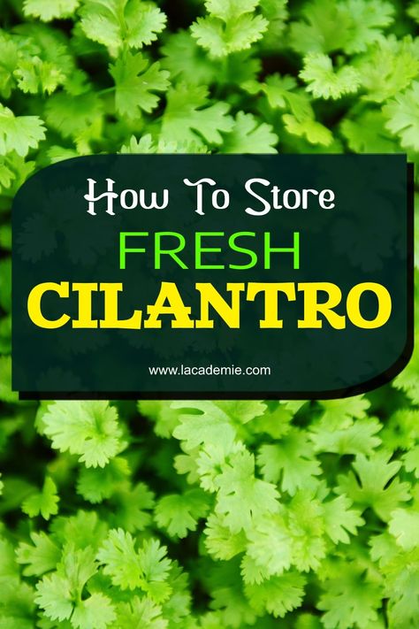 Guide to Storing Fresh Cilantro 2024 Keeping Cilantro Fresh, How To Store, Fresh Cilantro, In Water, Upside Down, Cilantro, Herbs, Water